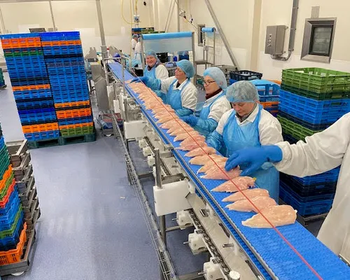 Production workers cutting fillets at conveyor belt