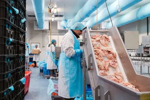 Personnel at chicken production line